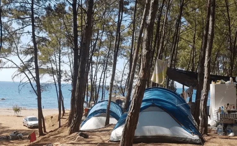 Pullu Kamp Alanı ve deniz kenarında çam ormanı altında bulunan kamp çadırları