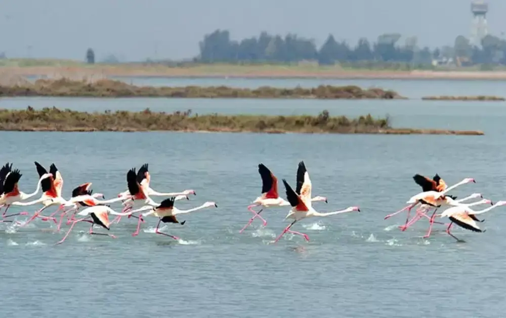 Akyatan Gölü ve Göl Üzerinde Uçan Flamingolar