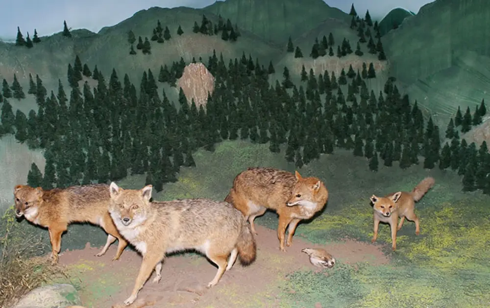 Çamlıdere Gezilecek Yerler 5 Çamlıdere Doğa ve Hayvan Müzesi