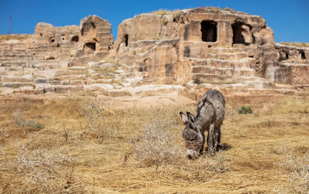 Dara Antik Kentinin Önemi Nedir