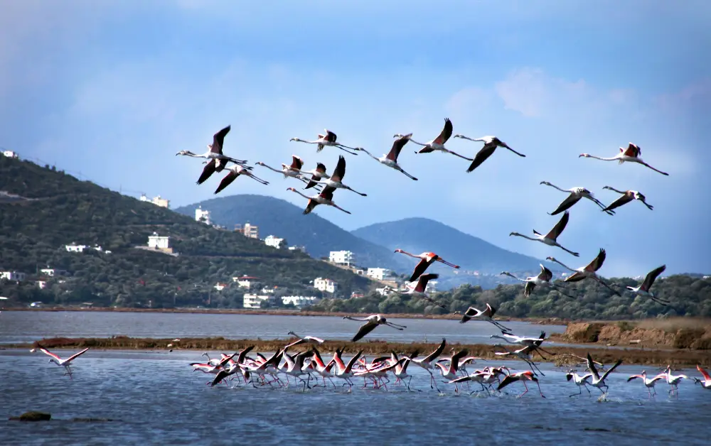 Tuzla Kuş Cenneti Muğla