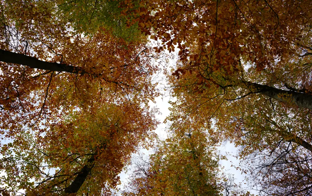 Yedigöller Milli Parkı Kamp Alanı Fiyatlar