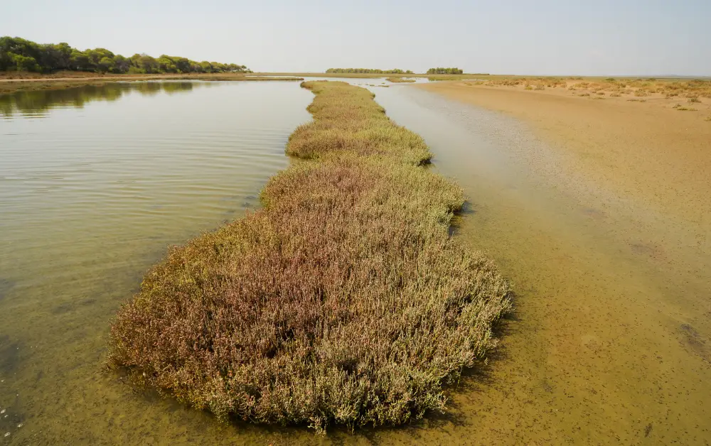 Yumurtalık Lagünü