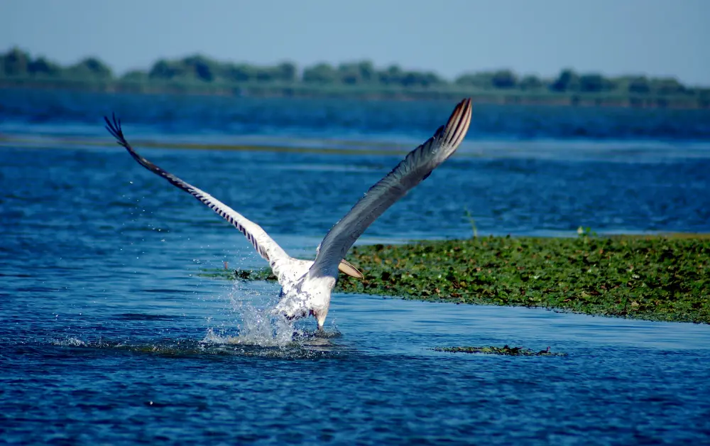 Kızılırmak Deltası Kuş Cenneti
