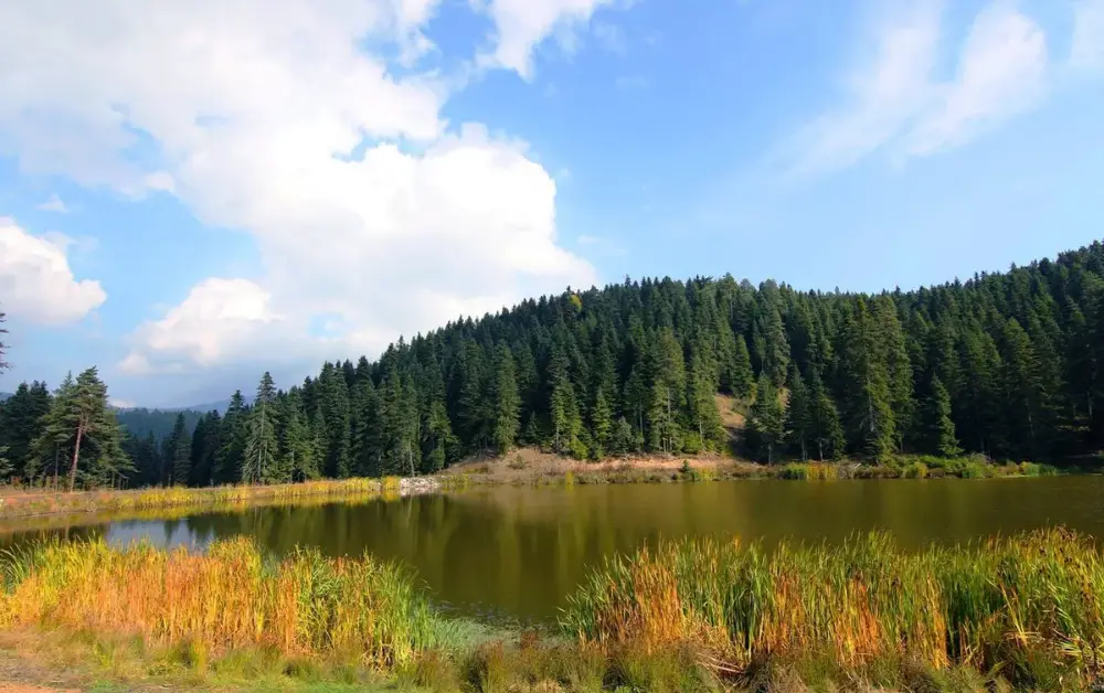 Sarıçiçek Yaylası Kamp Alanı