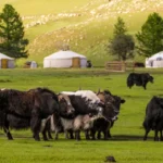 Moğolistan Gezilecek Yerler - Gezmeklazim.com