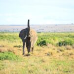 Kenya’da safari yapan araçlar ve savan manzarası