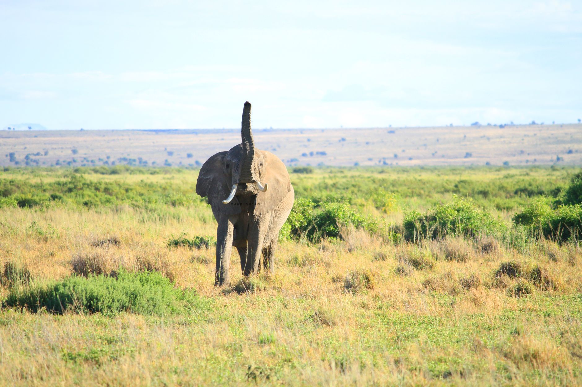 Kenya’da safari yapan araçlar ve savan manzarası