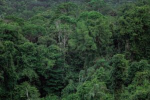 Gabon’da yemyeşil yağmur ormanı manzarası