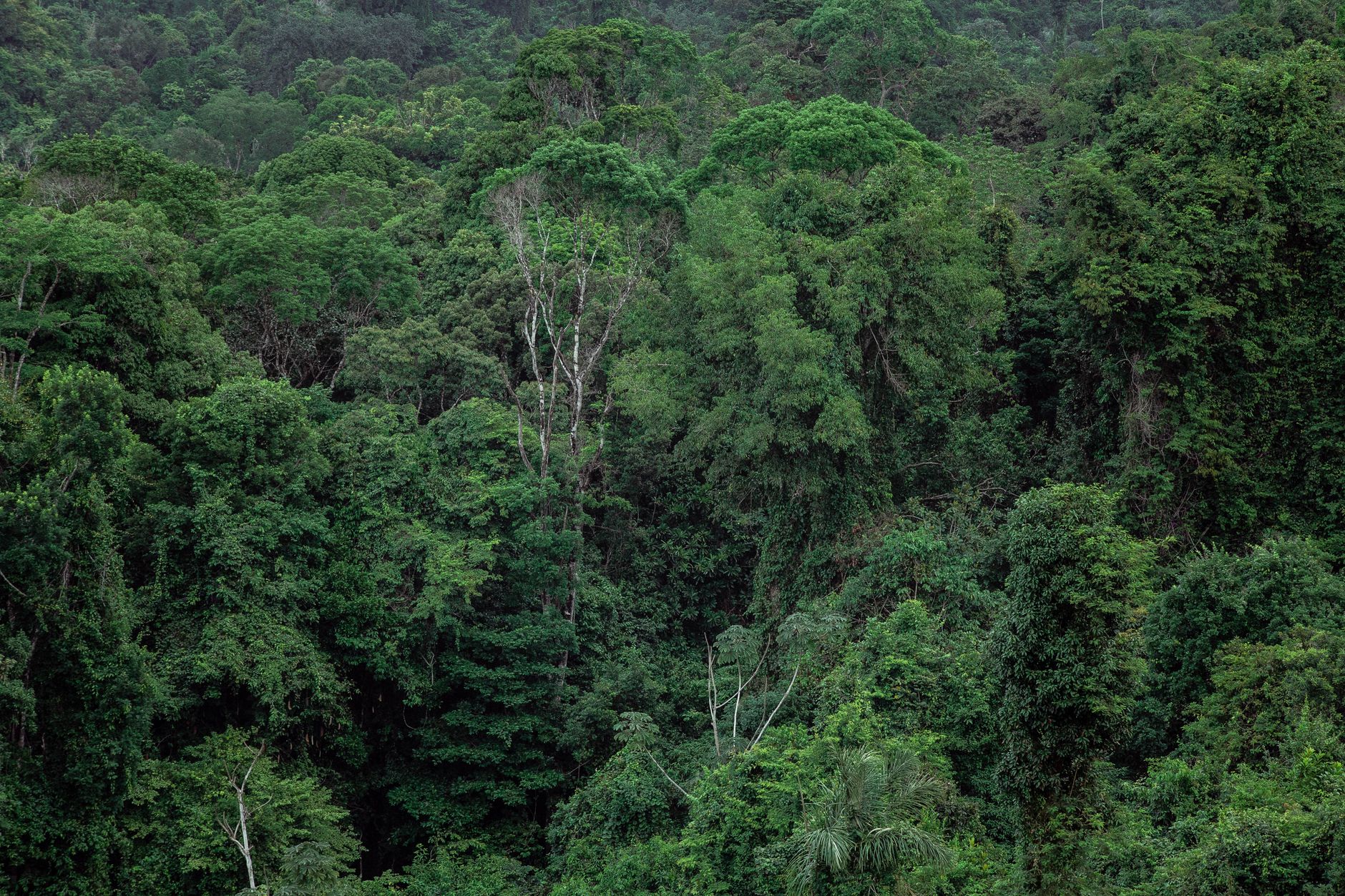 Gabon’da yemyeşil yağmur ormanı manzarası