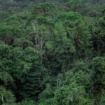 Gabon’un yemyeşil yağmur ormanlarından bir manzara