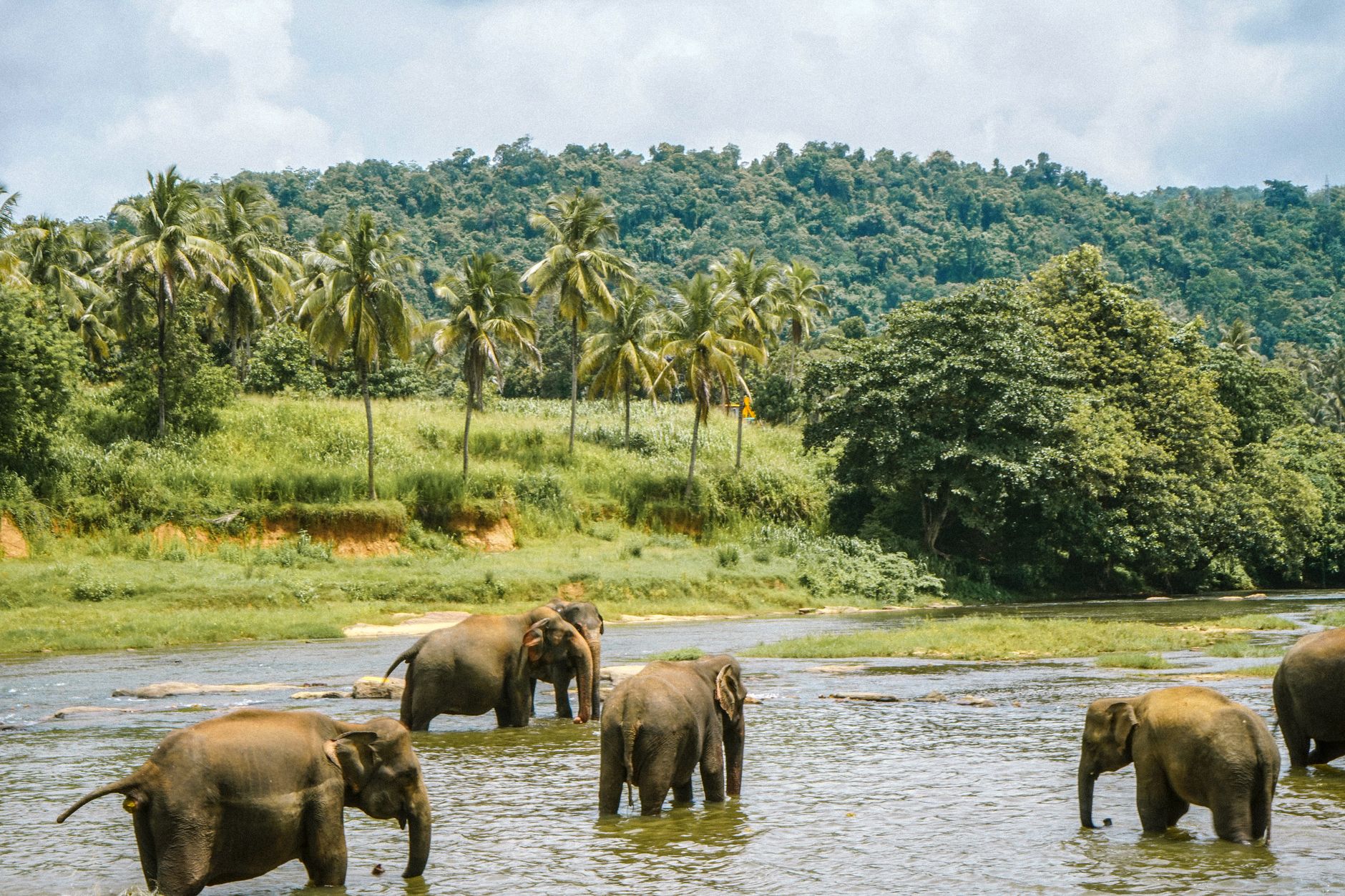 Sri Lanka’da tapınaklar, çay bahçeleri ve tropik sahiller