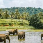 Sri Lanka’da çay tarlaları ve tropik manzara