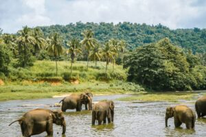 Sri Lanka’da çay tarlaları ve tropik manzara